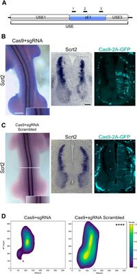 ASCL1 promotes Scrt2 expression in the neural tube